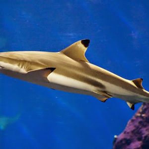 Blacktip reef shark