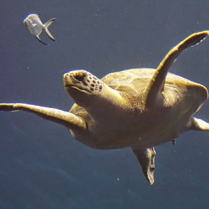 Chelonia mydas