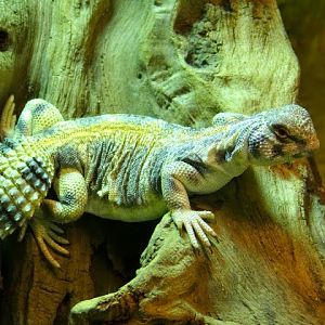 Uromastyx thomasi
