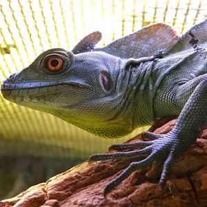 Basiliscus plumifrons