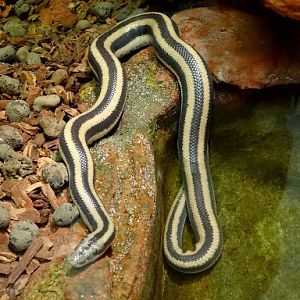 Lichanura trivirgata trivirgata