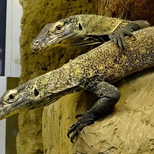 Varanus komodoensis