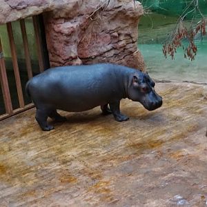 Hippopotamus amphibius