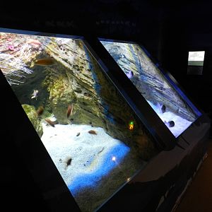 Atlantic aquariums
