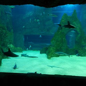 Shark aquarium