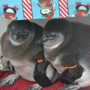 Baby Pinguins
