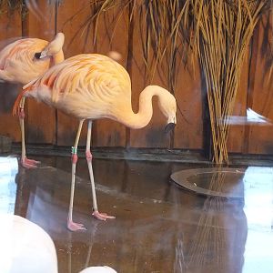 Flamingo and African Spoonbill  Indoors