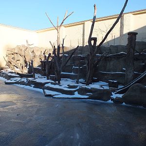 Frozen Hamadrayas Baboon Outdoors