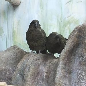 Kea Pair