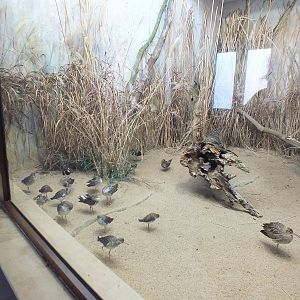 Mixed bird exhibit