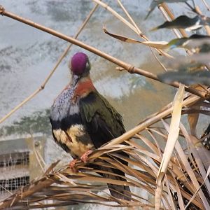 Superb fruit dove