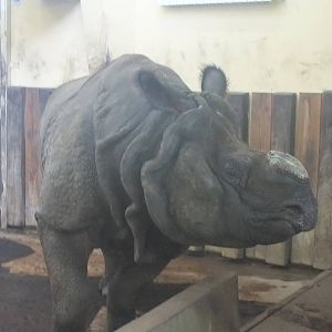 Indian Rhino