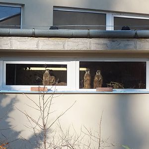 Meerkats looking outside from their indoor exhibit