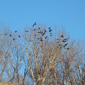 Rooks taking off (wild)