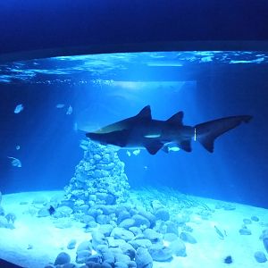 Sand Tiger Shark tank