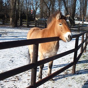 Przewalski's Horse