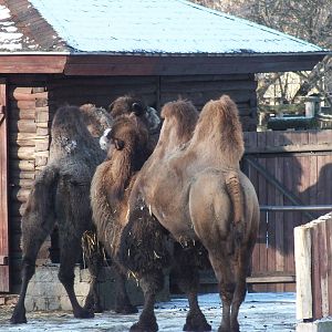 Bactrian Camels