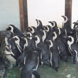 African Penguin Indoors