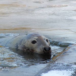 Grey Seal Surfacing Through Iced-over Lake