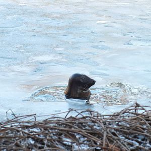 Grey Seal Surfacing Through Iced-over Lake
