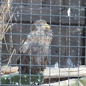 White-tailed Sea-eagle