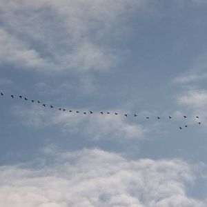 Christmas Day geese flying over the estate, 25th December 2014