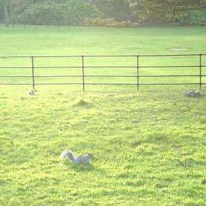 Grey Squirrels out in force in the gardens, 25th December 2014