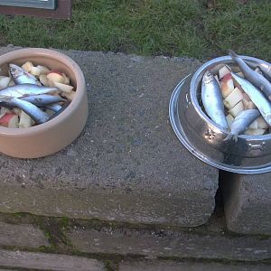 Christmas dinner for the Raccoon Dogs, 25th December 2014