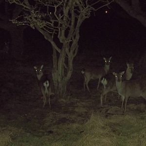 Not Reindeer, 25th December 2014