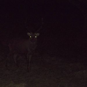 Not Rudolph, 25th December 2014