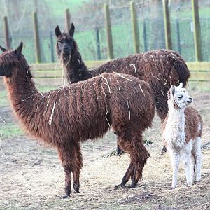 Alpacas, 28th December 2014