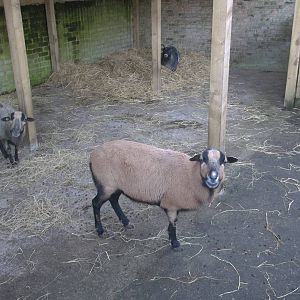 The African Farm temporarily occupied, 29th December 2014