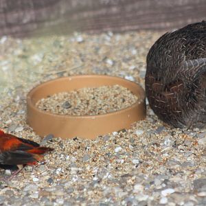 Little and Large at the seed bowl, 29th December 2014