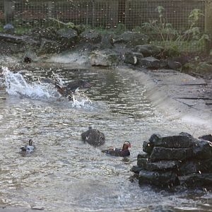 Splashing in the Walk-through Aviary, 29th December 2014
