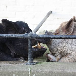 Smooching over the wall, 29th December 2014