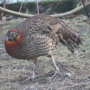 A photograph at last, 29th December 2014