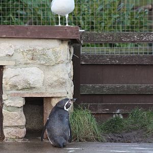Keeping an eye on Sheldon, 29th December 2014