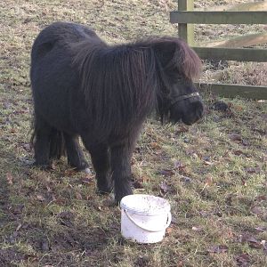 Percy and his bucket, 31st December 2014