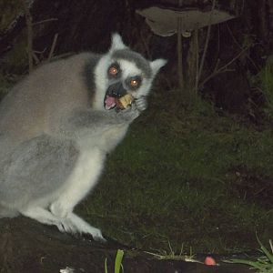 Ring-tailed Lemur, 1st January 2015