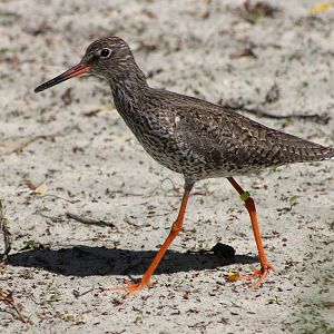 Redshank