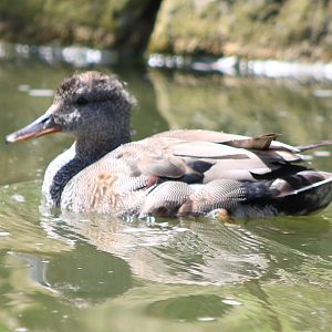 Gadwall