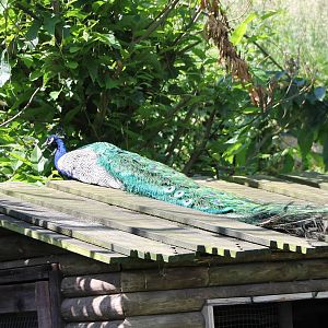 Peacock on the roof