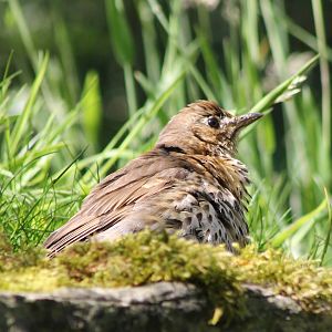 Song thrush