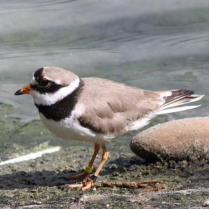 Ringed plover with 2 rings