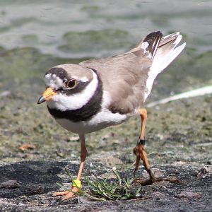 Ringed plover
