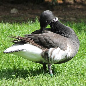 Brent goose