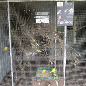 Avairy for canereys and Zebra finches