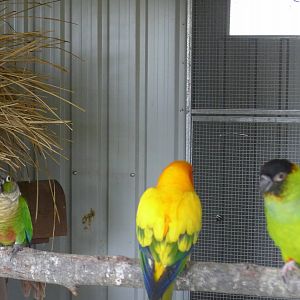 conures