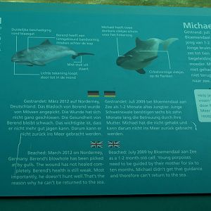 Habor porpoise sign