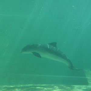 Porpoise underwaterview